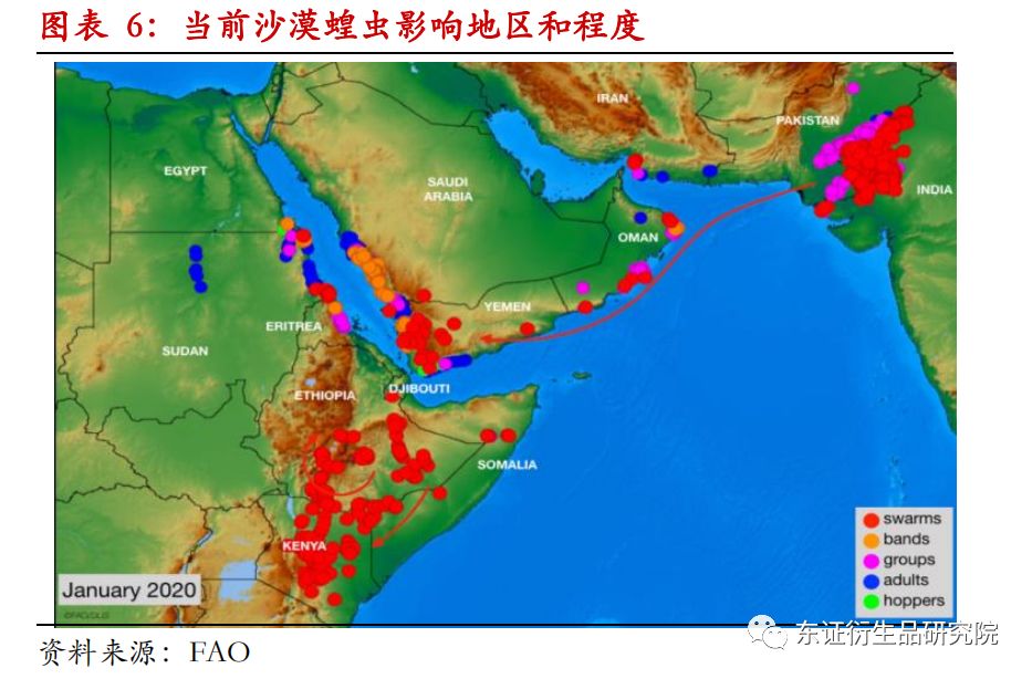 揭秘沙漠之蝇的灾难性影响，全球蝗灾最新数据报告