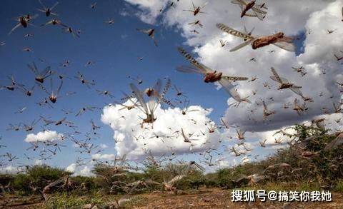 蝗灾来临之际，历史上的11月10日与我们的温暖日常