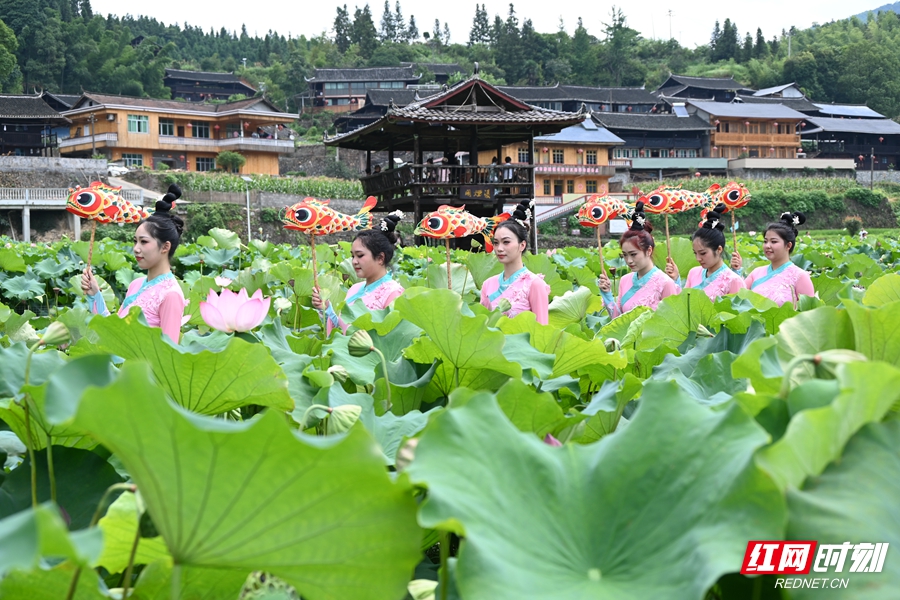 探寻自然美景的诗意旅程，荷花苗实时报价与荷花苗之旅启程于2024年冬